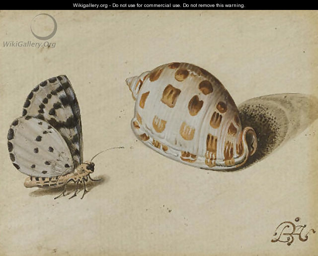 An Arrowhead Blue (Glaucopsyche piasus) butterfly and a Scotch Bonnet (Phalium granulatum) sea shell - Balthasar Van Der Ast