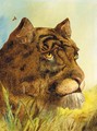 Head of a Tigress - (after) William Huggins