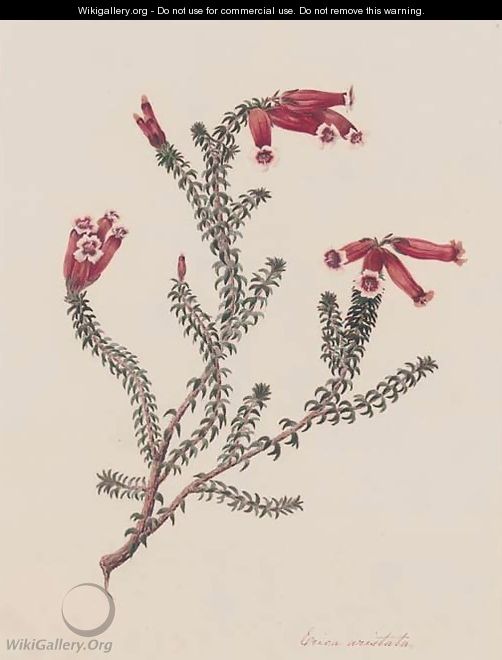 Four botanical drawings of heather Erica Artistata - (after) Matilda Floud