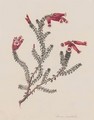 Four botanical drawings of heather Erica Artistata - (after) Matilda Floud