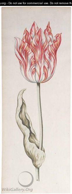 A parrot tulip - (after) Pieter Claesz