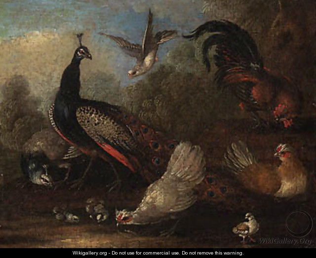 A Peacock, a peahen, chickens and a dove in a landscape - (after) Marmaduke Cradock