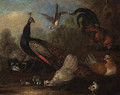 A Peacock, a peahen, chickens and a dove in a landscape - (after) Marmaduke Cradock