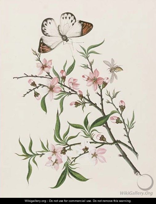 Cherry flowers and a butterfly - Chinese School