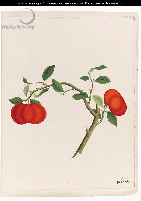 A Fine Collection Of Chinese Botanical Studies Of - Chinese School