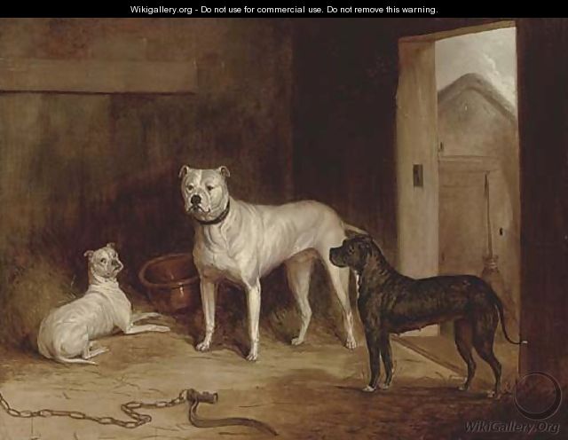 A bulldog and bullterriers in an outhouse - (after) Cooper, Abraham