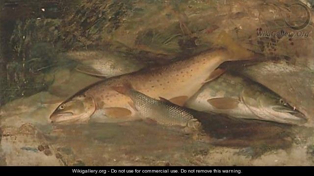 Rainbow trout, pike and perch - (after) A. Roland Knight