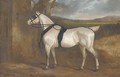 A grey carriage horse - Charles Hancock