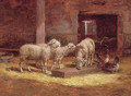 Sheep and chickens in a barn - Charles Clair