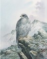 A falcon on a rocky outcrop - Carl Donner