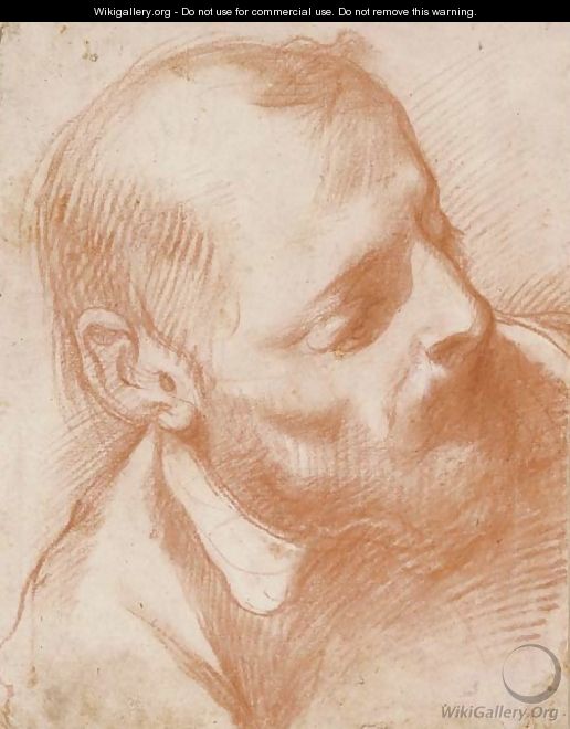 Head of a bearded man turned to the right - Florentine School