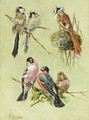 Bird Studies - Fidelia Bridges