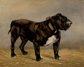 A Bull Terrier - English School