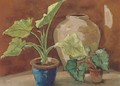 Plants and pots - English School