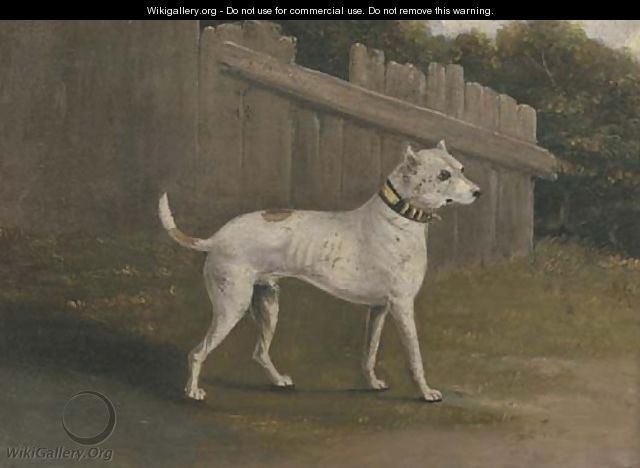 A bullterrier by a fence - (after) Francis Sartorius