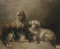 Three mischievous terriers - (after) George Armfield
