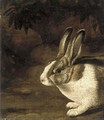 A rabbit in a rocky undergrowth - (after) David De Koninck