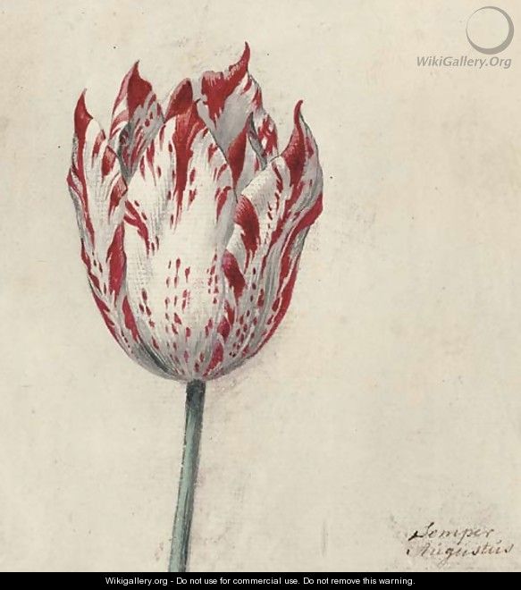 Study of a tulip - Dutch School
