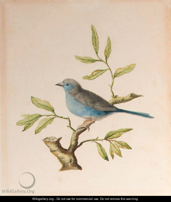 A male blue chaffinch - Dutch School