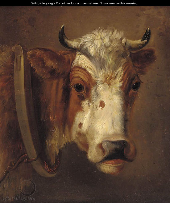 Study of a cow