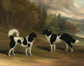 Nero and Marquis, two Landseer newfoundlands, in a wooded lake landscape - David of York Dalby