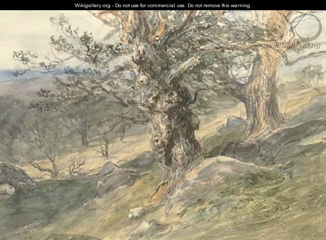Gnarled oaks in Bolton Park, Yorkshire - David Cox