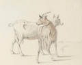 Study of goats - Coplestone Warre Bampfylde