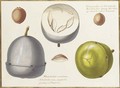 Two studies of an exotic fruit, a cross section of the same and three seeds - Claude Aubriet