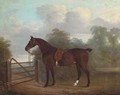A saddled bay hunter tethered to a gate, in a wooded landscape - Clifton Tomson