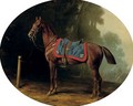 A military horse - Conrad Freyberg