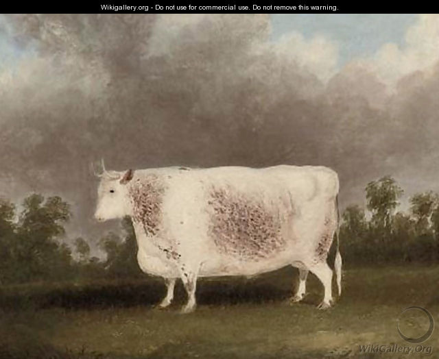 A white prize bull - (after) Thomas Weaver