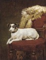A Jack Russell on a chair - English School
