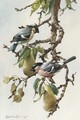Bullfinches in a pear tree - Edward Penny