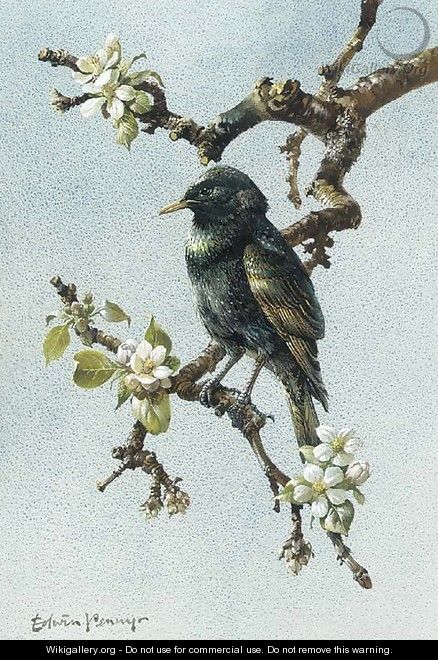 A starling - Edward Penny