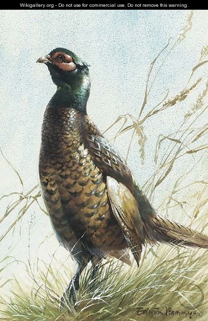 A pheasant - Edward Penny