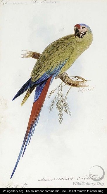 A Varied Lorikeet, Trichoglossus Versicolor, an illustration for Sir William Jardine