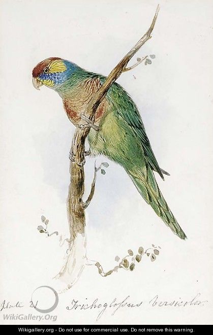 A Great Green Macaw, Macrocercus Militaris, an illustration for Sir William Jardine