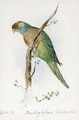 A Great Green Macaw, Macrocercus Militaris, an illustration for Sir William Jardine