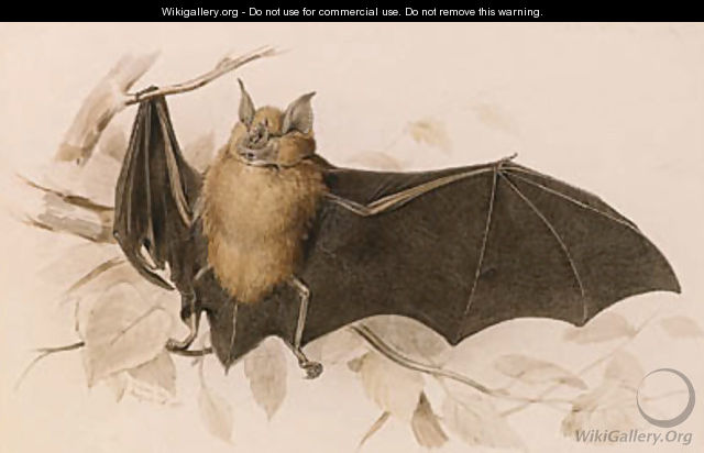 Rhinolophus ferremequinum (Horseshoe Bat) - Edward Lear