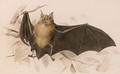 Rhinolophus ferremequinum (Horseshoe Bat) - Edward Lear