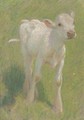 Study of a calf in a summer meadow - Edward Stott