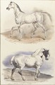 An Arab stallion and a carthorse - Edouard Travies