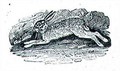 Hares - Thomas Falcon Bewick