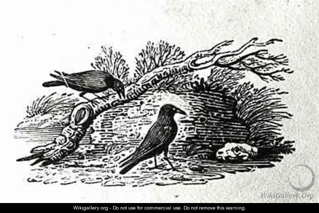 Crows (Corvus corone corone) from the 