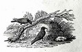 Crows (Corvus corone corone) from the 