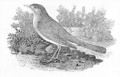 The Nightingale (Luscinia megarhynchos) from the 'History of British Birds' Volume I - Thomas Falcon Bewick