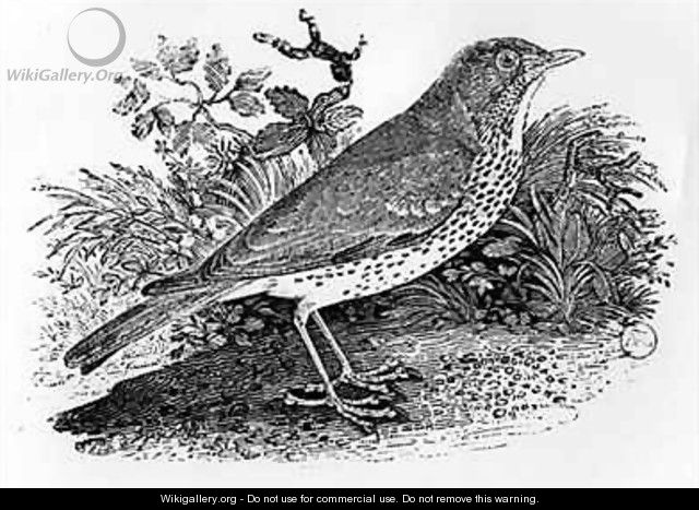 The Throstle Thrush from 