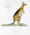 Kangaroo - (after) Bessa, Pancrace