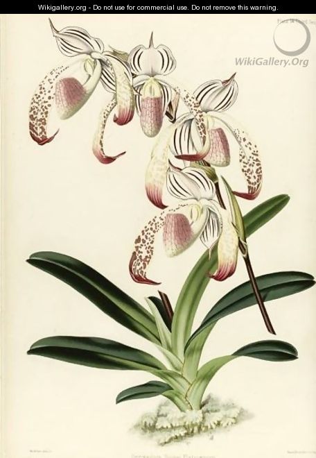 Orchidaceous Plants - Robert Warner