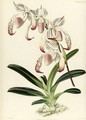 Orchidaceous Plants - Robert Warner